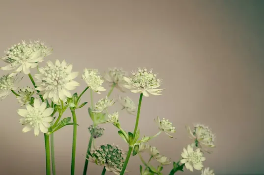 Fleuriste le pellerin