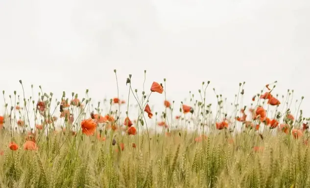 Livraisons bouquets de fleurs